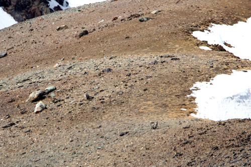 Altai Snowcock (Tetraogallus altaicus), photo 6