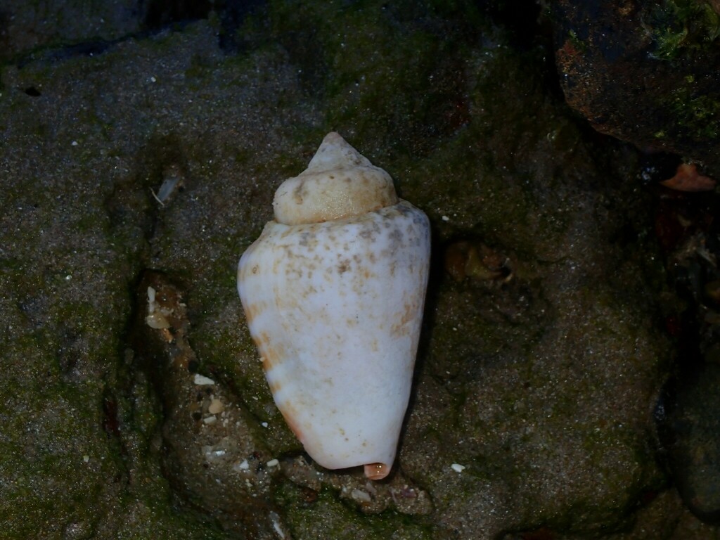 Strawberry Conch from Diggers Camp NSW 2462, Australia on May 30, 2023 ...