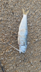 Longjaw Thryssa photo 3