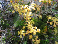 Anisotome brevistylis