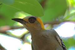 Golden-Cheeked Woodpecker photo 5