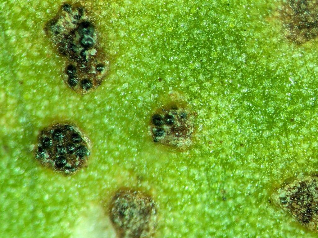 Sphaerellopsis paraphysata