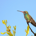 Broad-billed Hummingbird - Photo (c) D. Alexander Carrillo Mtz., some rights reserved (CC BY)