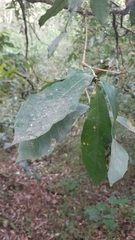 Quercus germana