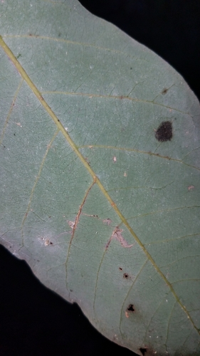 Image of Quercus germana by (c) Alan Rockefeller, some rights reserved (CC BY)