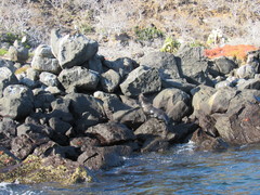 Arctocephalus galapagoensis