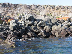 Arctocephalus galapagoensis