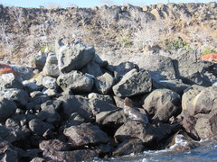 Arctocephalus galapagoensis