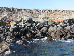 Arctocephalus galapagoensis