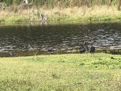 Plegadis falcinellus