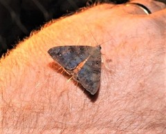 Oxyodes tricolor