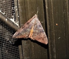 Oxyodes tricolor