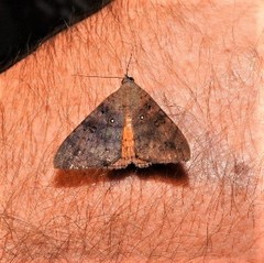 Oxyodes tricolor