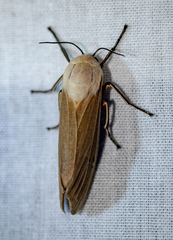 Creatonotos