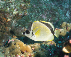 Johnrandallia nigrirostris