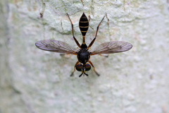 Rhopalogaster