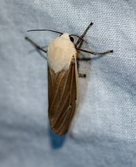 Creatonotos
