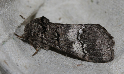 Drymonia querna