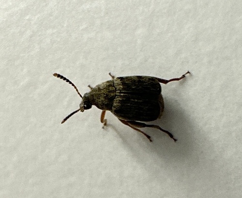 Caruncho-do-feijão (Acanthoscelides obtectus)