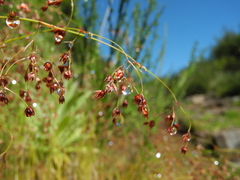 Luzula elegans image