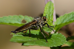 Eutolmus rufibarbis