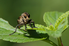 Eutolmus rufibarbis