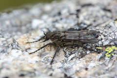 Lasiopogon