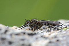 Lasiopogon