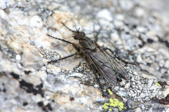 Lasiopogon