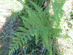 Hypolepis millefolium