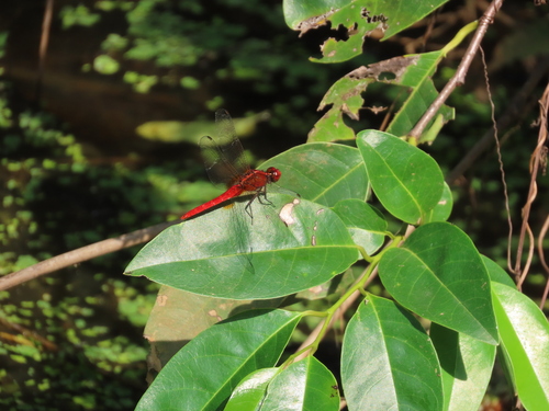 Photo of Rufous Marsh Glider (Rhodothemis rufa)
