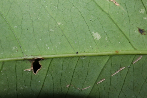 Image of Polyscias australiana by (c) Thomas Mesaglio, some rights reserved (CC BY)