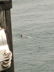 Phoca vitulina