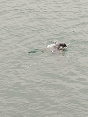 Phoca vitulina