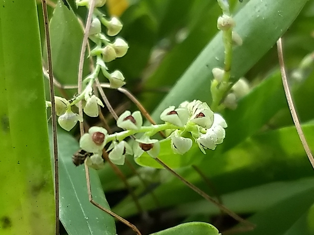 Stelis veracrucensis