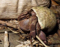Coenobita brevimanus