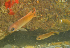 Blotched-Tailed Trachinops photo 4
