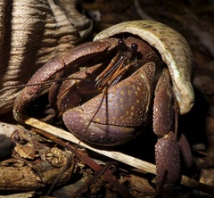 Coenobita brevimanus