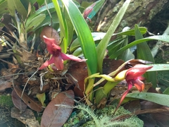 Maxillaria cucullata
