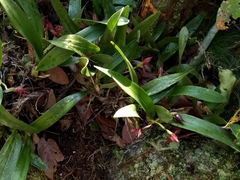 Maxillaria cucullata