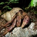 Indo Hermit Crab - Photo (c) Jakob Fahr, some rights reserved (CC BY-NC)