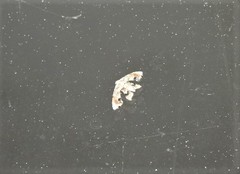 Holocryptis phasianura