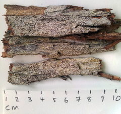 Opegrapha agelaeoides