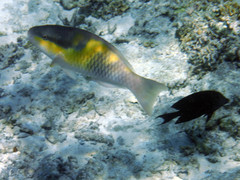 Scarus oviceps