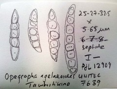 Opegrapha agelaeoides