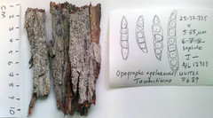 Opegrapha agelaeoides