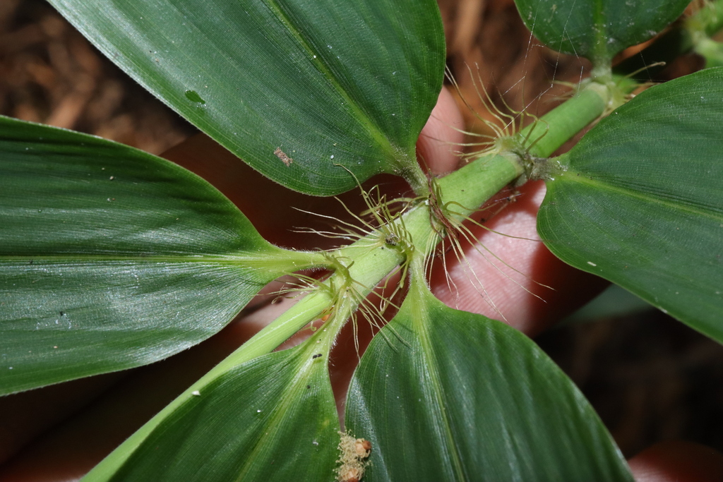 Trúc vàng – Phyllostachys aurea