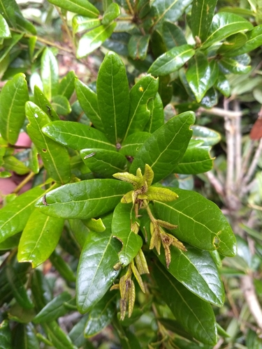 Quercus sapotifolia