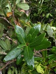 Quercus sapotifolia