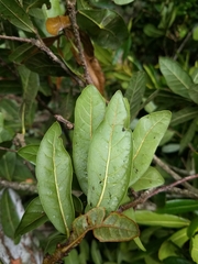 Quercus sapotifolia
